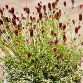 Sanguisorba officinalis var. microcephala 'Little Angel' (315995)