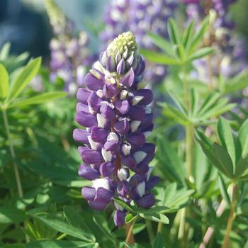 Lupinus polyphyllus 'The Governor' (315998)