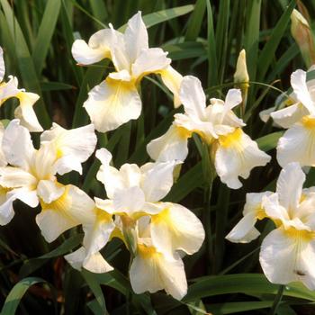 Iris sibirica 'Butter and Sugar'