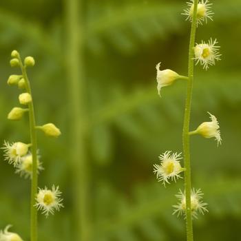 Mitella diphylla '' (316001)