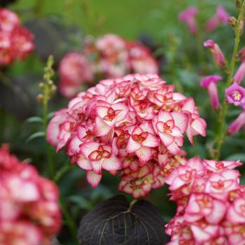 Hydrangea macrophylla 'H20-02'