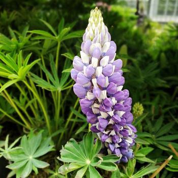 Lupinus polyphyllus 'The Governor'