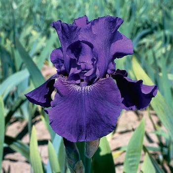 Iris germanica 'Rosalie Figge' (316005)