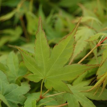 Acer palmatum 'Higasayama'