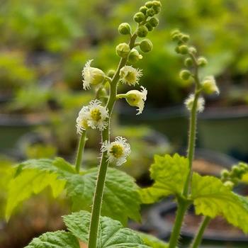 Mitella diphylla '' (316007)