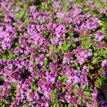 Thymus praecox 'Purple Carpet' (316008)