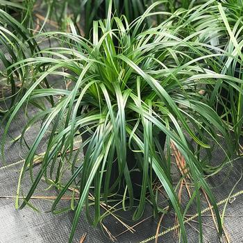 Carex oshimensis 'Ribbon Falls' 