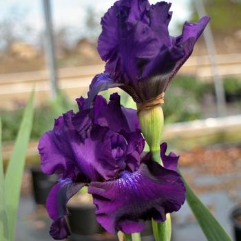 Iris germanica 'Rosalie Figge'