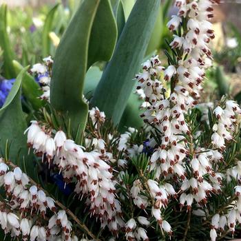 Erica x darleyensis 'White Perfection' 