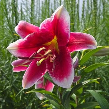 Lilium 'Star Gazer' (316015)