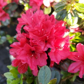 Rhododendron Kurume Hybrid 'Hino Crimson' (316016)