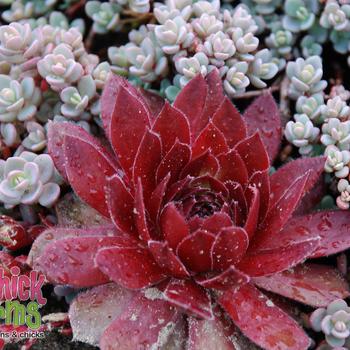 Sempervivum 'Rocknoll Rosette' USPP33135P2