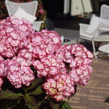 Hydrangea macrophylla 'Miss Saori' (316018)