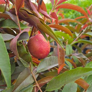 Prunus persica var. nucipercica 'Spice Zee' PP20,272