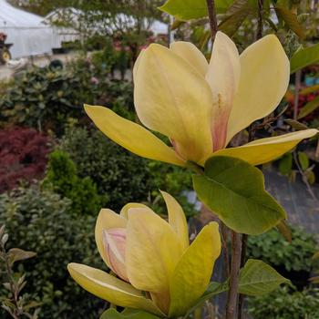Magnolia 'Sunsation' 
