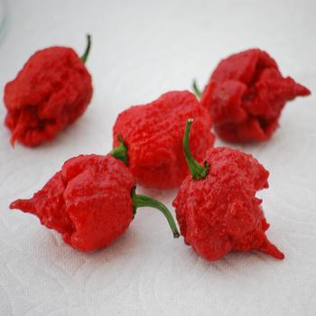 Capsicum annuum 'Carolina Reaper'