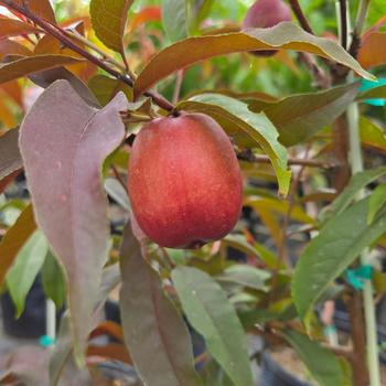 Prunus persica var. nucipercica Nectaplum&reg; 'Spice Zee' (316023)