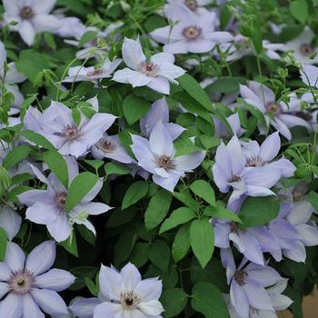 Clematis 'Evipo061' 