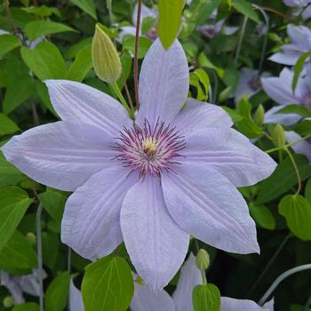 Clematis 'Bernadine' (316025)