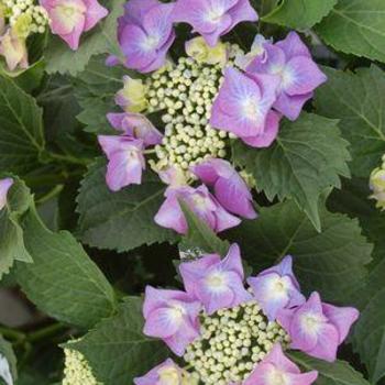 Hydrangea macrophylla 'Blue Cassel'