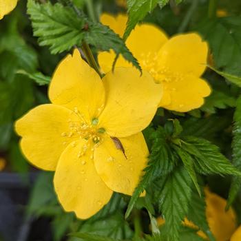 Kerria japonica 'Golden Guinea' 