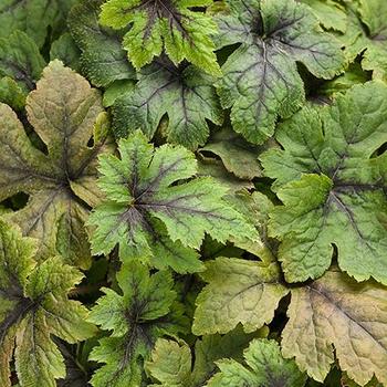 Tiarella 'Jade Peacock' (316030)