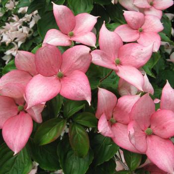 Cornus kousa 'Rosy Teacups&reg;' PP26211