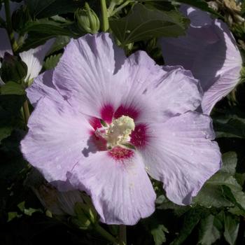 Hibiscus syriacus 'Joles' PP21,080