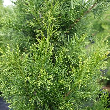 Juniperus virginiana 'Brodie' 