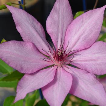 Clematis 'Evipo051' USPP15565P2