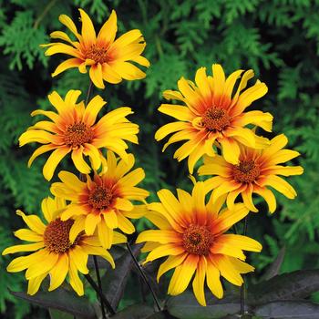Heliopsis helianthoides v. scabra 'Burning Hearts' 