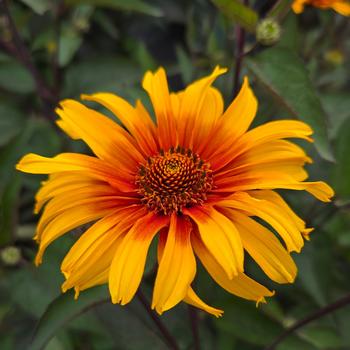 Heliopsis helianthoides v. scabra 'Burning Hearts' (316041)
