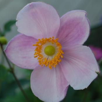 Anemone hupehensis var. japonica 'Little Princess' PP19670