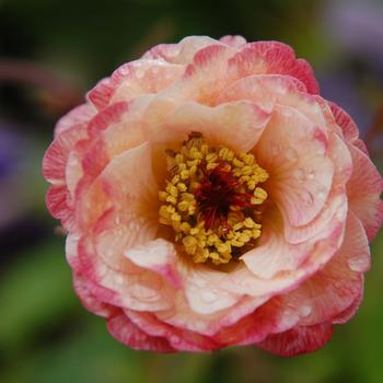 Geum 'Cosmopolitan' PPAF