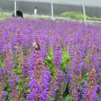 Salvia Sallyrosa&trade; 'April Night' (316044)