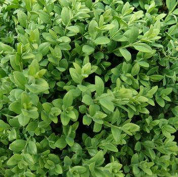 Buxus 'Green Mound'