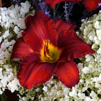 Hemerocallis 'Sun Dried Tomatoes' (316047)