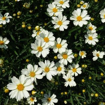 Coreopsis 'Polaris' USPP28880P2