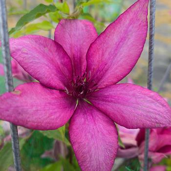 Clematis Garland&trade; 'Giselle&trade;' (316050)