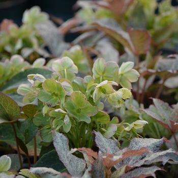 Helleborus HGC&reg; 'Snow Fever' (316052)
