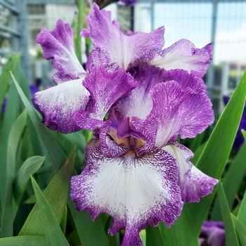 Iris germanica 'Mariposa Autumn' 