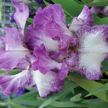 Iris germanica 'Mariposa Autumn' (316054)