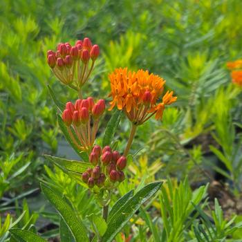 Asclepias tuberosa 'Gay Butterflies' (316058)