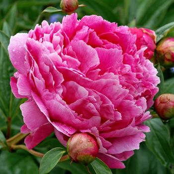 Paeonia lactiflora 'Victoire de la Marne' 