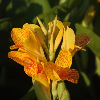 Canna 'Tenerife' (316060)