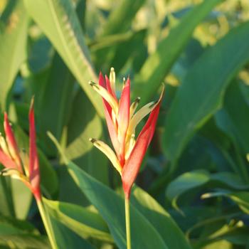 Heliconia psittacorum 'Lady Di' 