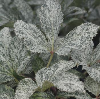 Helleborus 'Snow Fever' PP27798