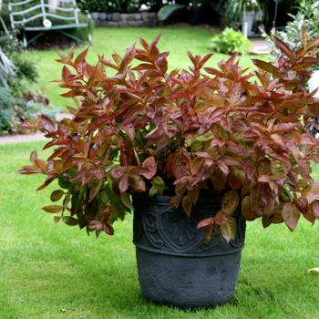Weigela florida 'Wings of fire' PP21920