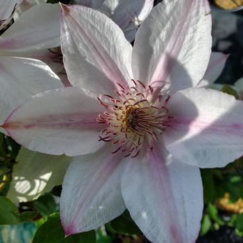 Clematis 'Evipo063' PP25442P2