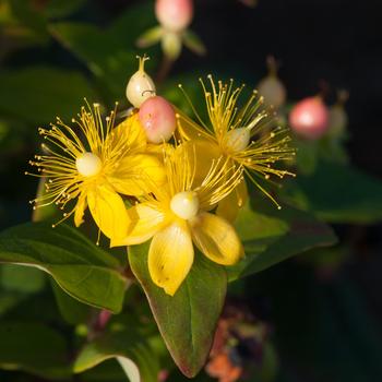 Hypericum x inodorum 'kolmbeau' PP13532